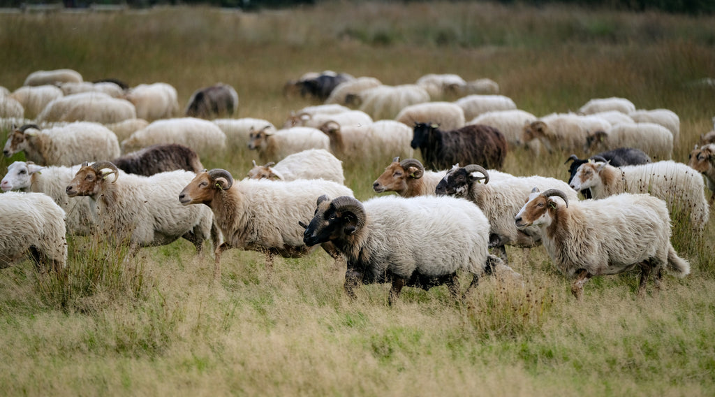 Merinowolle: Das Geheimnis hinter wirklich guten Wintermützen